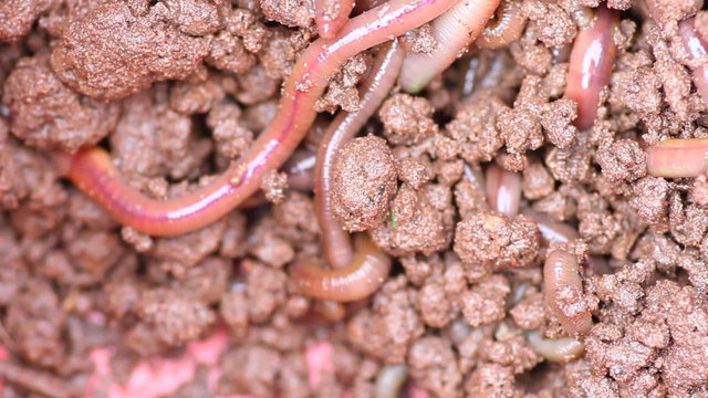 Earthworms close-up