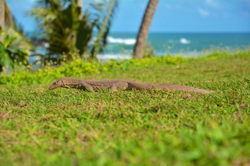 iguane sri lanka