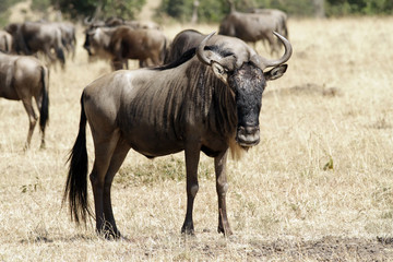 Naklejka na ściany i meble Wildebeest Migrating on the Masai Mara in Africa