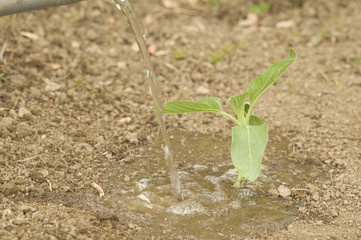 Farmer watering newly planted sunflower