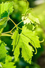 close up on a young vine in a french vineyard