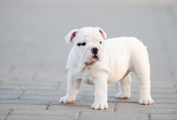 Obraz premium Puppy of an English bulldog