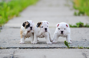 Puppy of an English bulldog