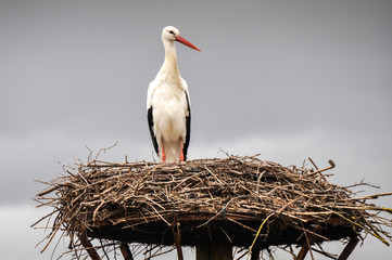 Fototapeta premium White stork on a nest, Salburua park, Vitoria(Spain)