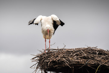 White stork on a nest, Salburua park, Vitoria(Spain)