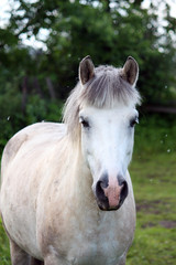 Obraz na płótnie Canvas Cute white pony