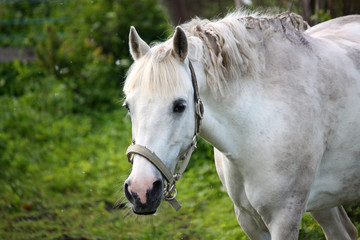 Obraz na płótnie Canvas Cute white pony