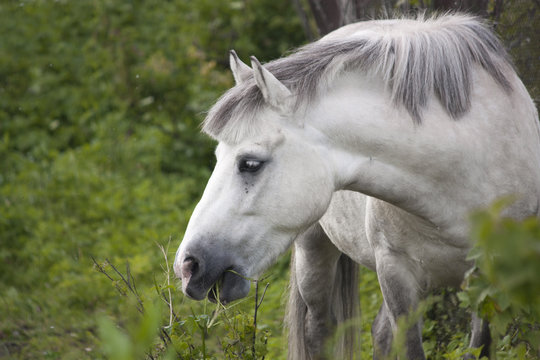 Gray shetland pony portrait