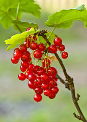 Red currants