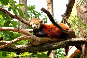 Fototapeta premium Panda roux