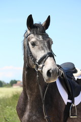 Beautiful dark gray sport horse portrait