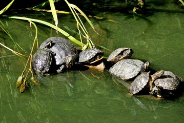 Petites tortues aquatiques