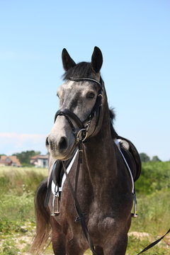 Beautiful dark gray sport horse portrait