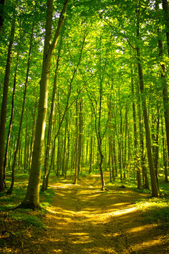 Fototapeta Mysterious dark forest near Rzeszow, Poland