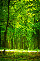 Mysterious dark forest near Rzeszow, Poland