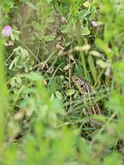 Weibliche Zauneidechse (Lacerta agilis) im Kalkmagerrasen-Urwald