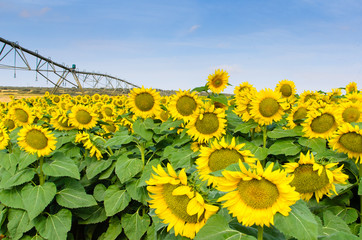 Sunflowers in the field V