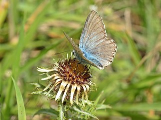 Silbergrüner Bläuling (Polyommatus coridon) auf Golddistel