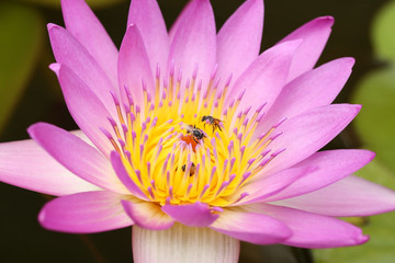 pink water lily with bee