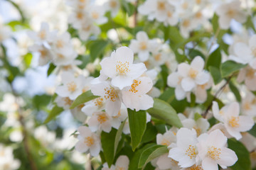 Jasmine blossom