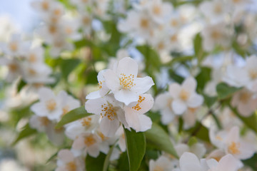 Jasmine blossom