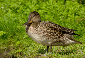 Eurasian Teal