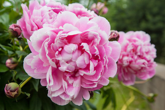 Fototapeta Gorgeous pink peonies in a full bloom