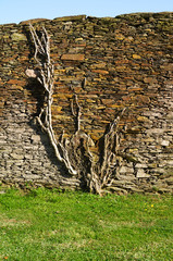 Plant clinging to stone wall