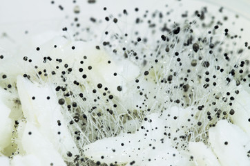 Bread mold closeup - Rhizopus nigricans