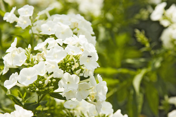 white flowers