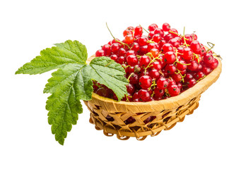 Red currant