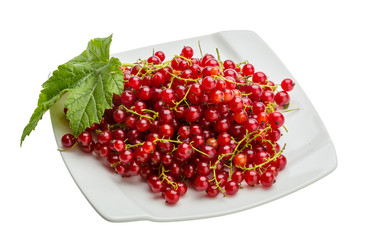 Red currant