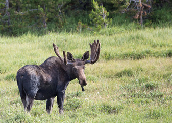 Moose