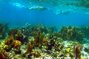 Fototapeta na wymiar Snorkeling in Cayo Coco