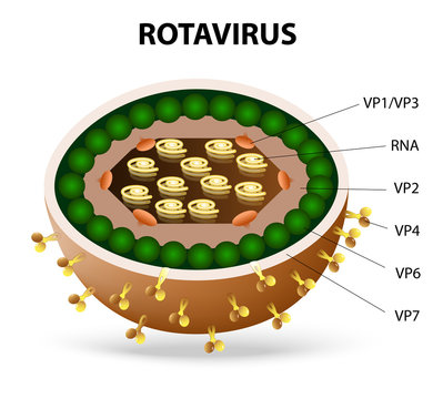 rotavirus virion