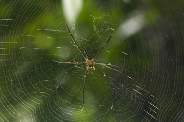 Brown spider in the center of a spider web