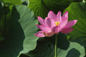 蓮の花（埼玉古代蓮）