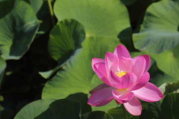 Fototapeta premium 大賀ハス