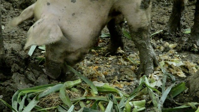 Sus scrofa domesticus Домашняя свинья Hausschwein Maiale