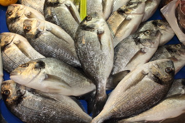Obraz premium Fresh fish at a fish market in turkey