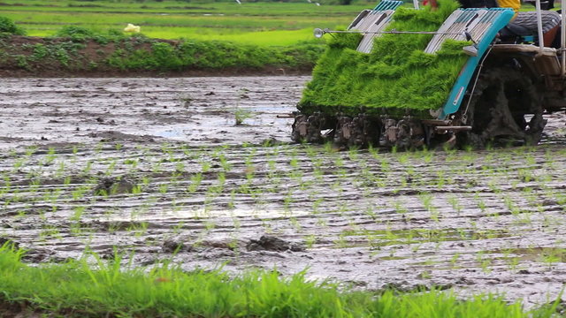 Farmer Riding Transplanter Car Working Plant Rice Sprouts
