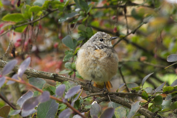 Птенец птицы горихвостки.
