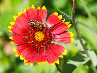 bee gathers blossom pollen from gaillardia flower