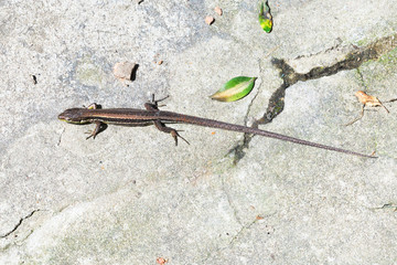 rock true lizard Lacerta on stone