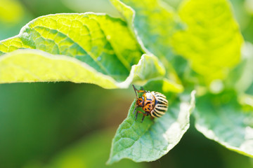 colorado beetle eating potatoes