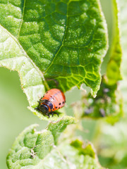 Fototapeta premium colorado potato beetle larva in potatoes leaves