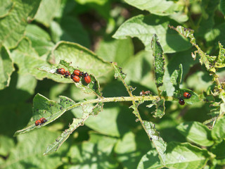potato beetle caterpillar eating potatoes