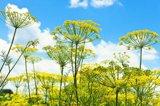 bottom view of blooming dill herbs in garden