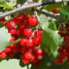 many red currant berries close up in green bush