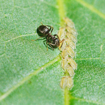 ant pastures aphids group on leaf